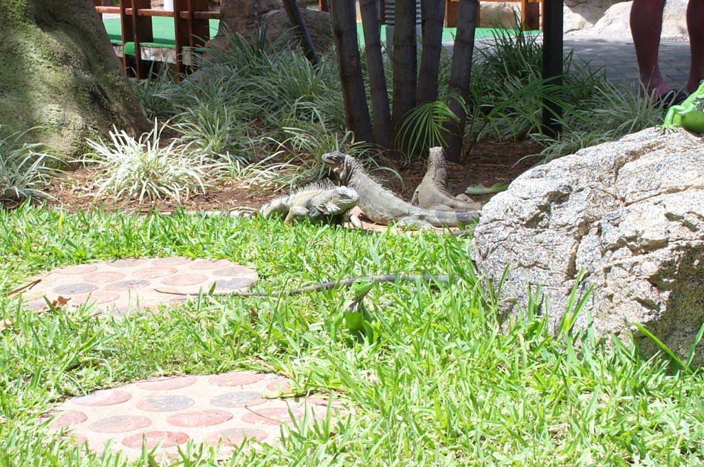 2003 Aruba